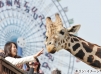 キリンイメージ