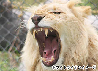 ホワイトライオン