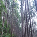 林道風景