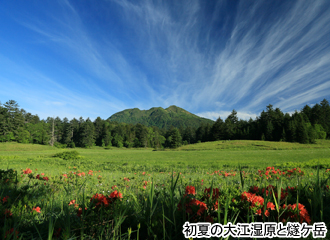 初夏の大江湿原と燧ケ岳
