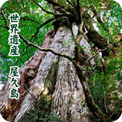 屋久島
