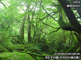 C.屋久島縄文杉日帰り・白谷雲水峡日帰りトレッキング（4日間）